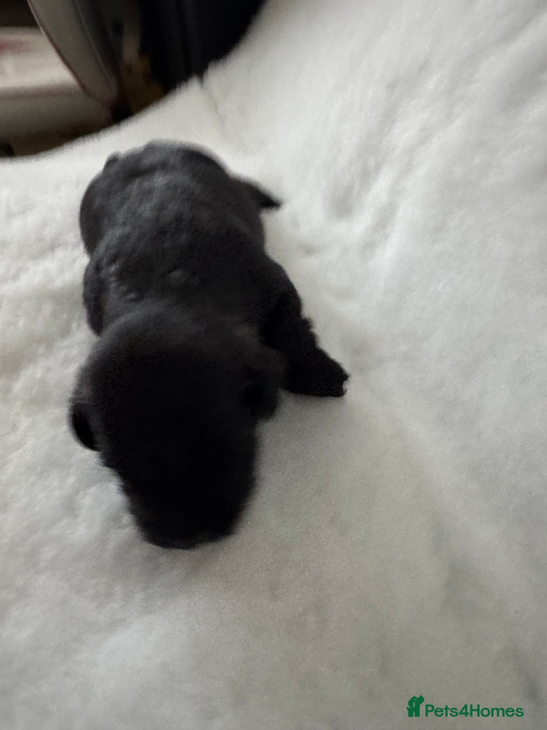 Miniature Schnauzer dogs for sale: KC registered Miniature Schnauzer Puppies - Advert 7