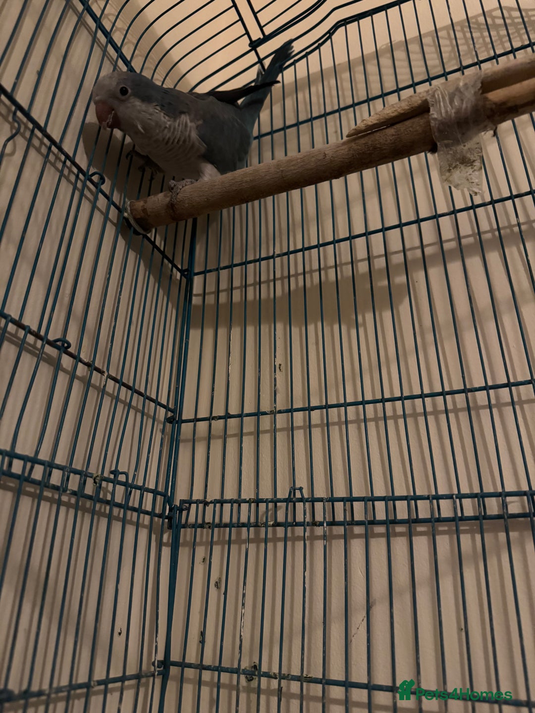 Parakeets birds for sale: Make Quaker parrot - Advert 1