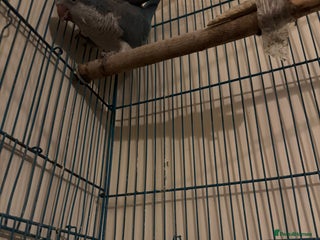 Parakeets birds Make Quaker parrot - Advert 1