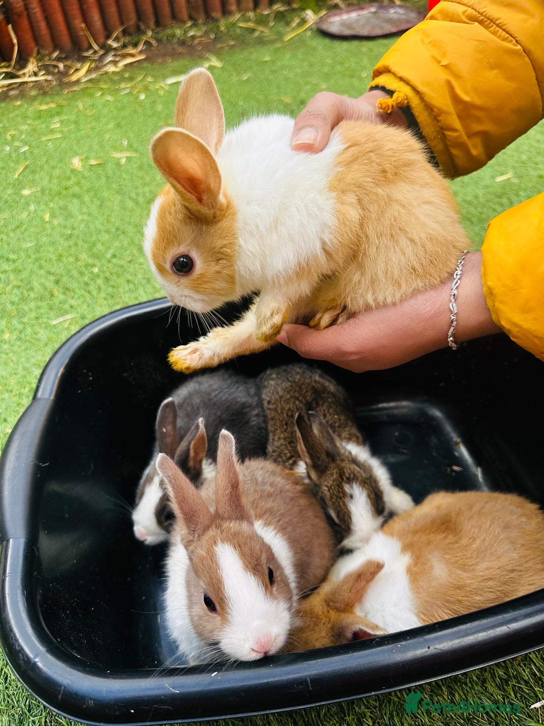 Dutch rabbits for sale: PURE BREED DUTCH BABY RABBITS £35 - Image 2