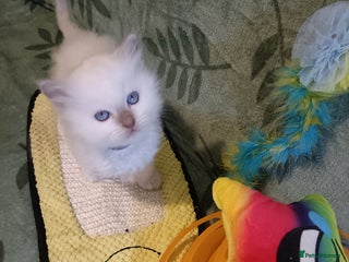 Ragdoll cats Fawn point boy - Advert 7