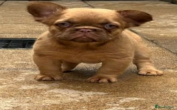 French Bulldog dogs for stud: New shade fluffy merle  in Sheffield - Image 27