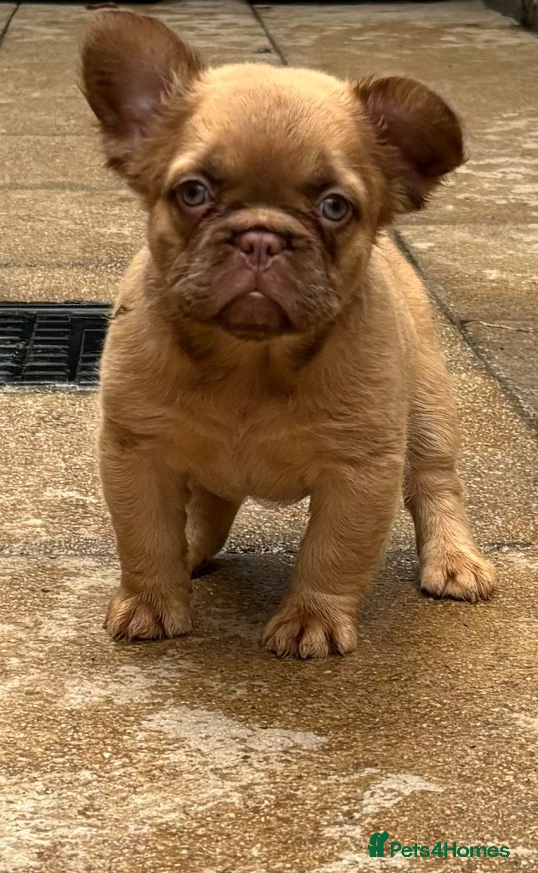 French Bulldog dogs for stud: New shade fluffy merle  in Sheffield - Image 27