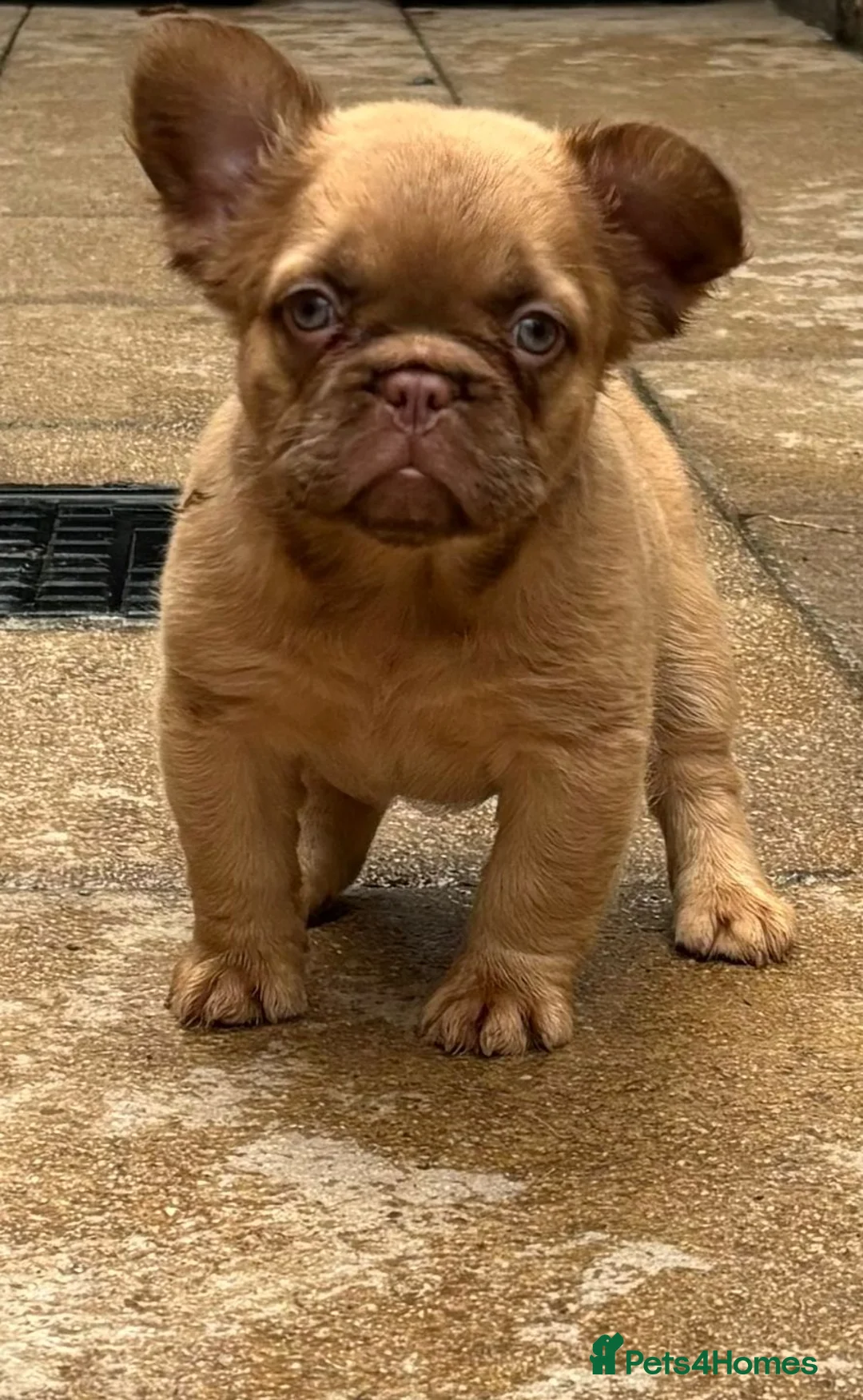French Bulldog dogs for stud: New shade fluffy merle  in Sheffield - Advert 27