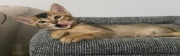 Mixed Breed cats for sale: Unique Abyssinian*Savannah Mix- Not to Miss - Advert 4