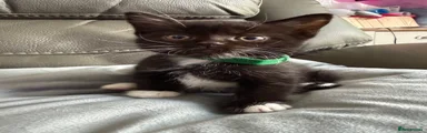 Green collar boy