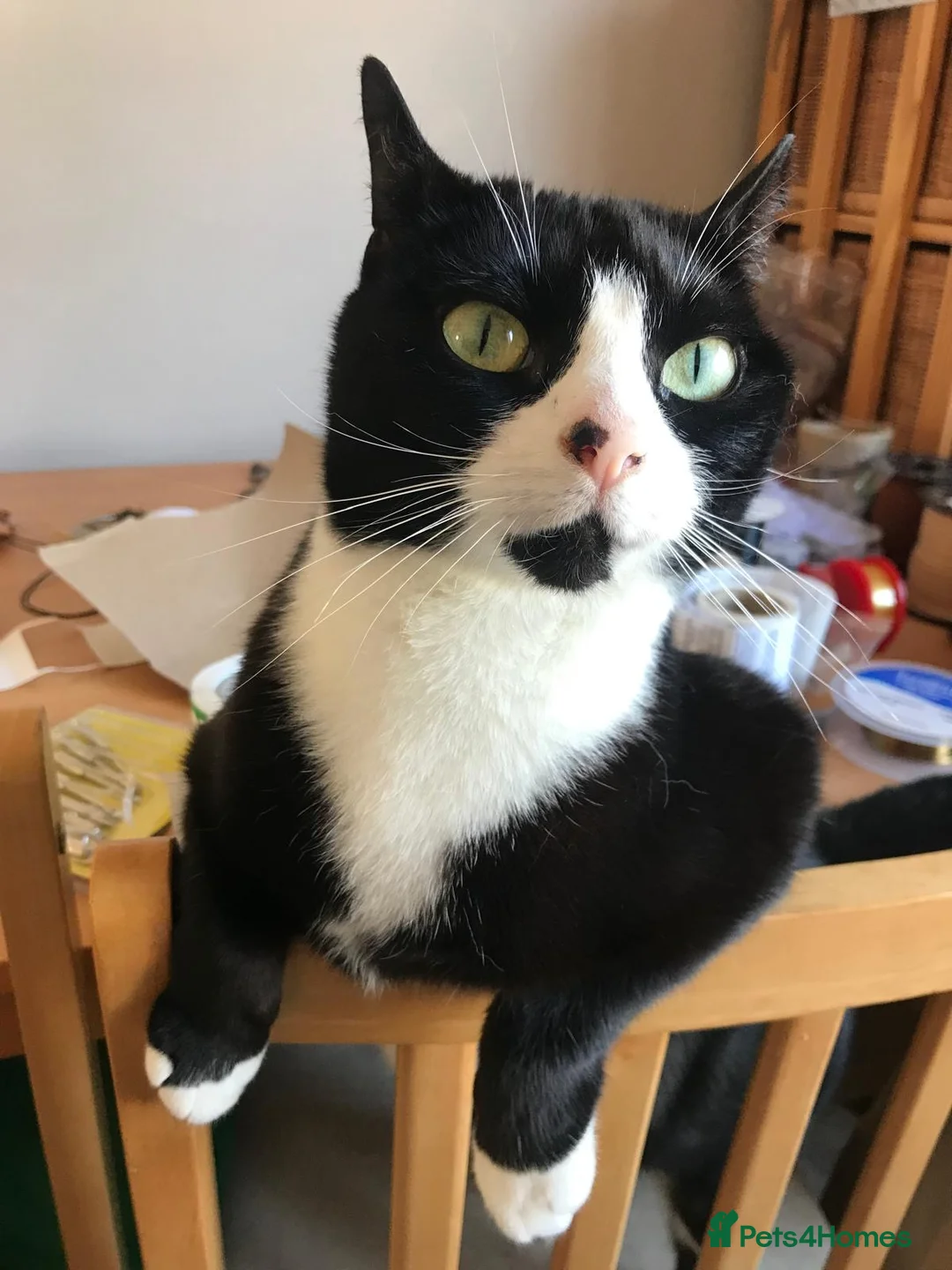 British Shorthair cats for sale: Tuxedo female cat, Lola, age 12 - Advert 3