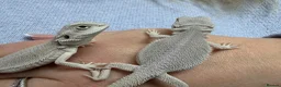Bearded Dragon reptiles for sale: ❄️🤍 Baby Snow White Hypo Zero Bearded Dragon 🤍❄️ - Advert 3