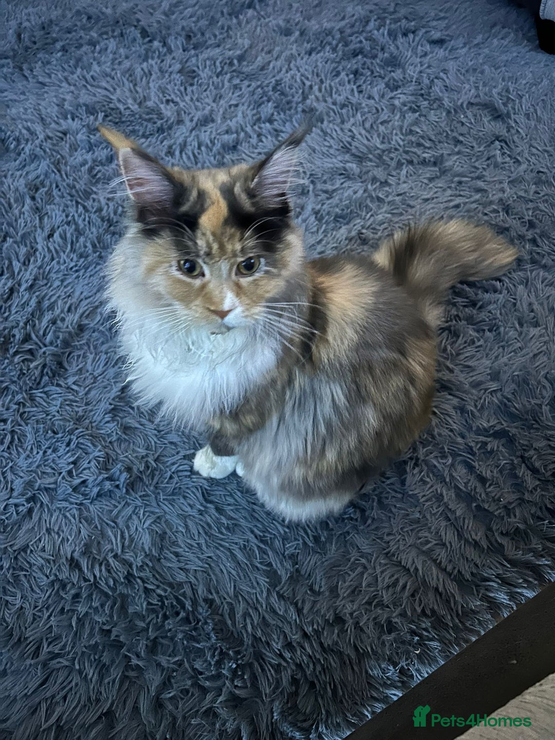 Maine Coon cats for sale: Mainecoon female - Advert 4