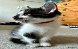 Mixed Breed cats for sale: Mixed siamese black and white male kitten - Image 7