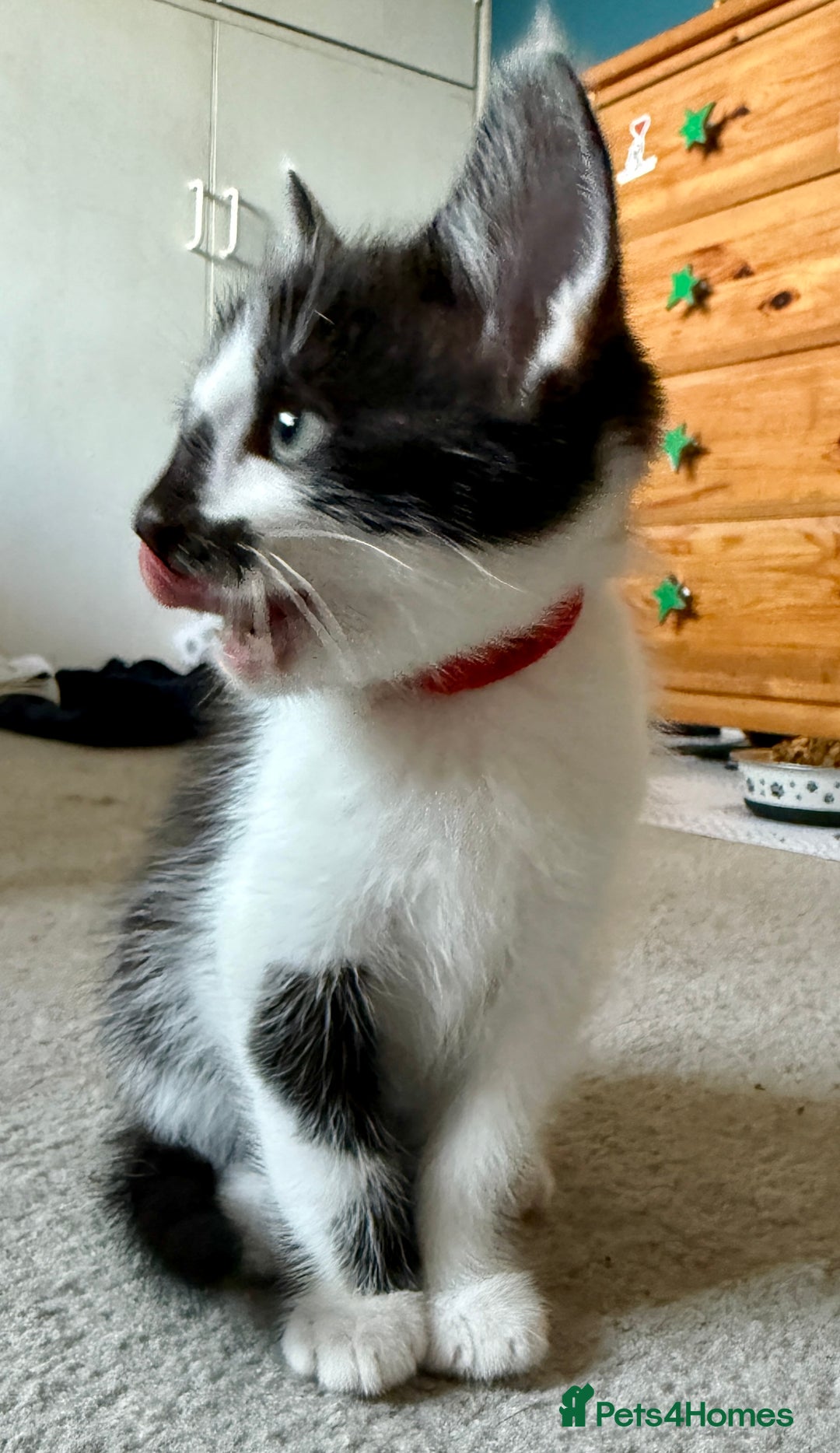 Mixed Breed cats for sale: Mixed siamese black and white male kitten - Image 7