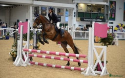 Connemara horses for sale: Lovely pony with a bright future  - Image 1