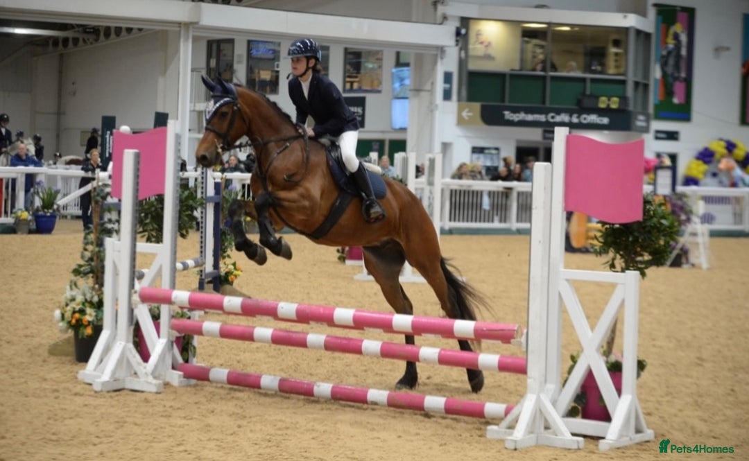 Connemara horses for sale: Lovely pony with a bright future  - Image 1