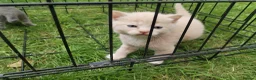 Ragdoll cats for sale: Ragdoll x - Advert 8