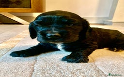 Cocker Spaniel dogs for sale: COCKER SPANIELS - Advert 11