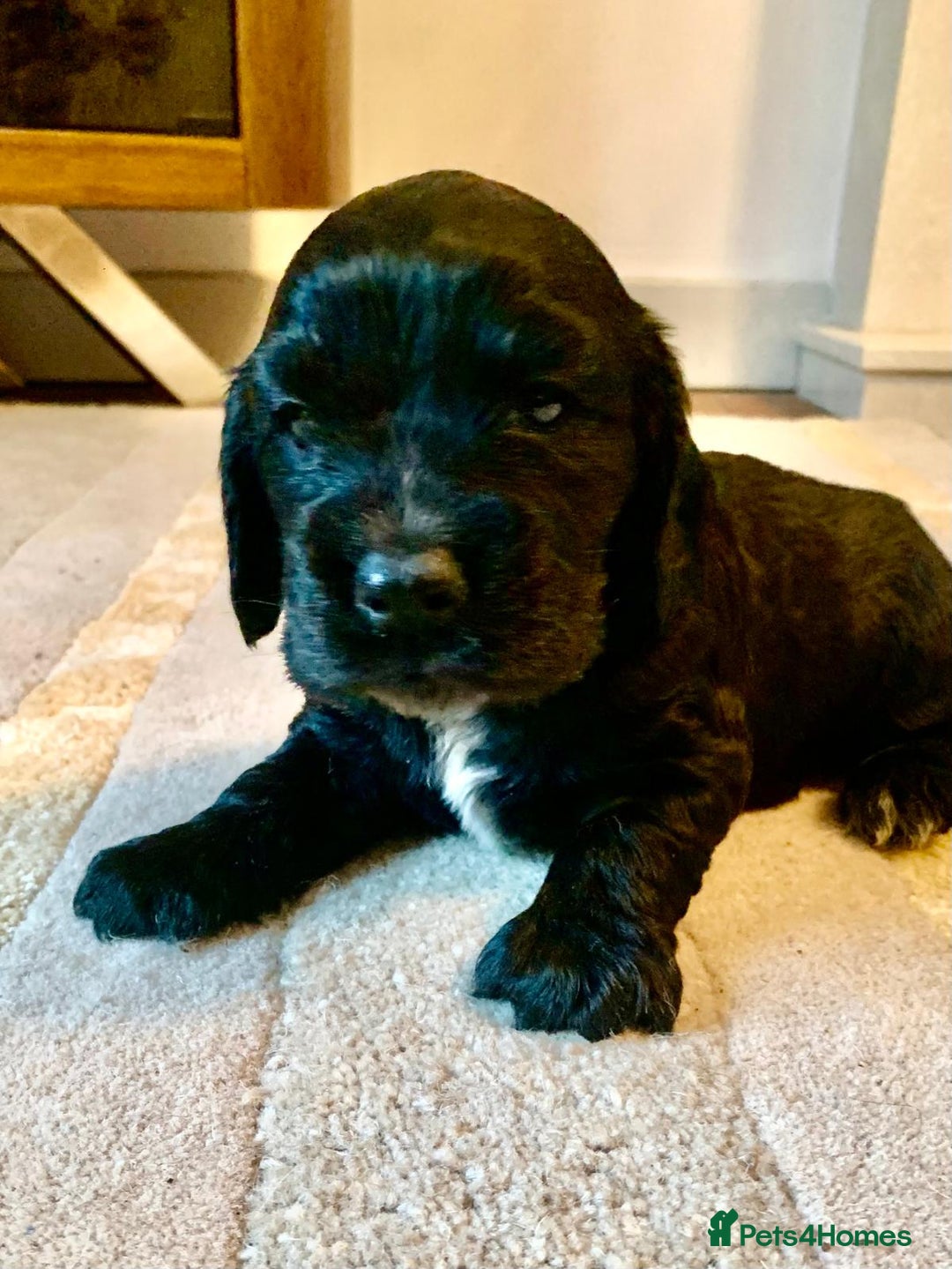 Cocker Spaniel dogs for sale: COCKER SPANIELS - Advert 11