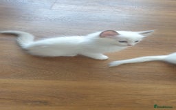 Ragdoll cats for sale: Beautiful GCCF lilac and Cream Point kittens - Image 25