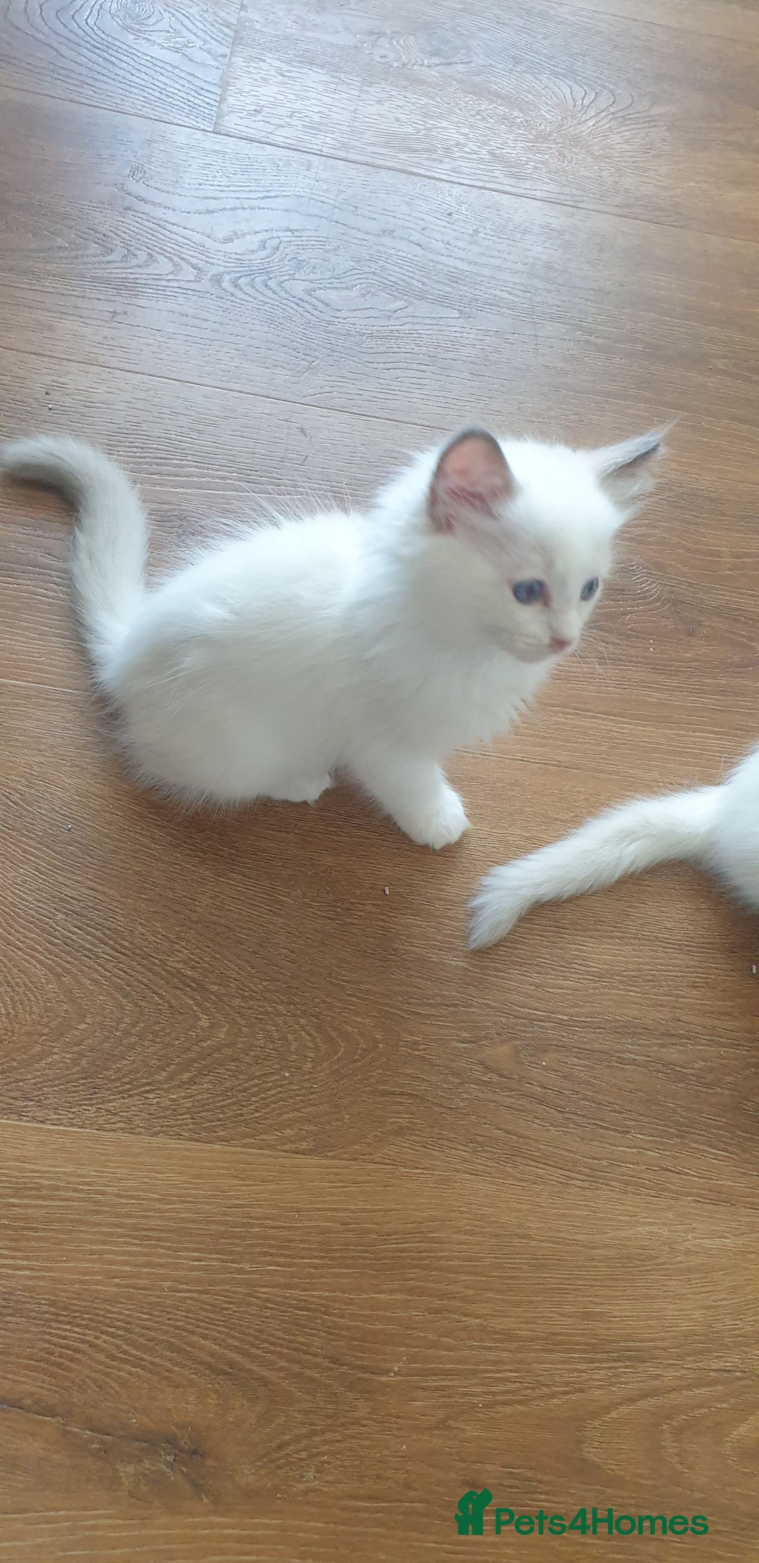 Ragdoll cats for sale: Beautiful GCCF lilac and Cream Point kittens - Image 25