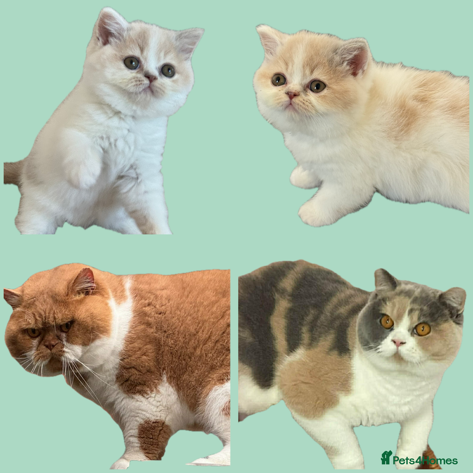 British Shorthair cats Ready end June !TICA SGC & CH daughter,stunning! - Advert 17