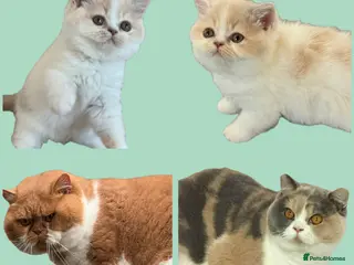 British Shorthair cats Ready end June !TICA SGC & CH daughter,stunning! - Advert 17