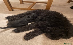 Cockapoo dogs for sale: Cockerpoo puppies Two Boys - Advert 10