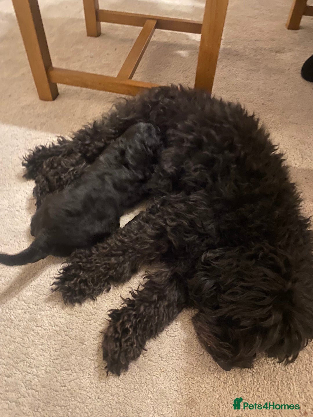 Cockapoo dogs for sale: Cockerpoo puppies Two Boys - Advert 10