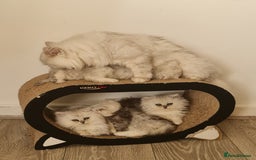 Persian cats for sale: READY NOW! Persian chinchilla kittens - Image 8