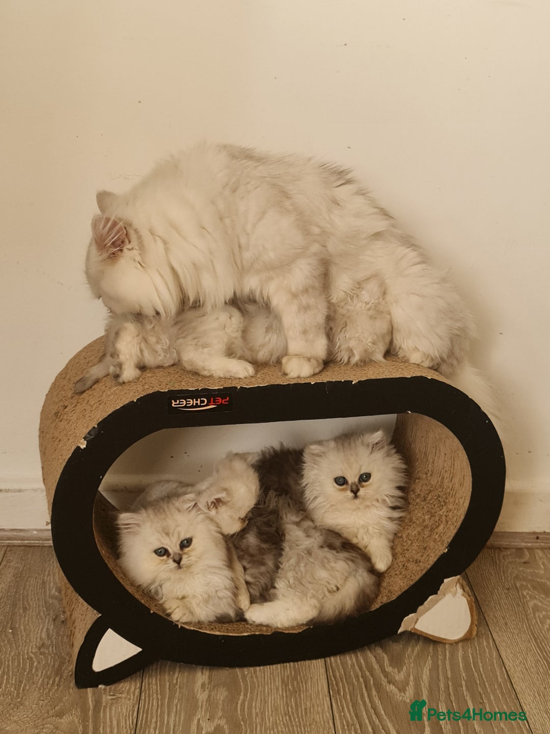 Persian cats for sale: READY NOW! Persian chinchilla kittens - Image 8