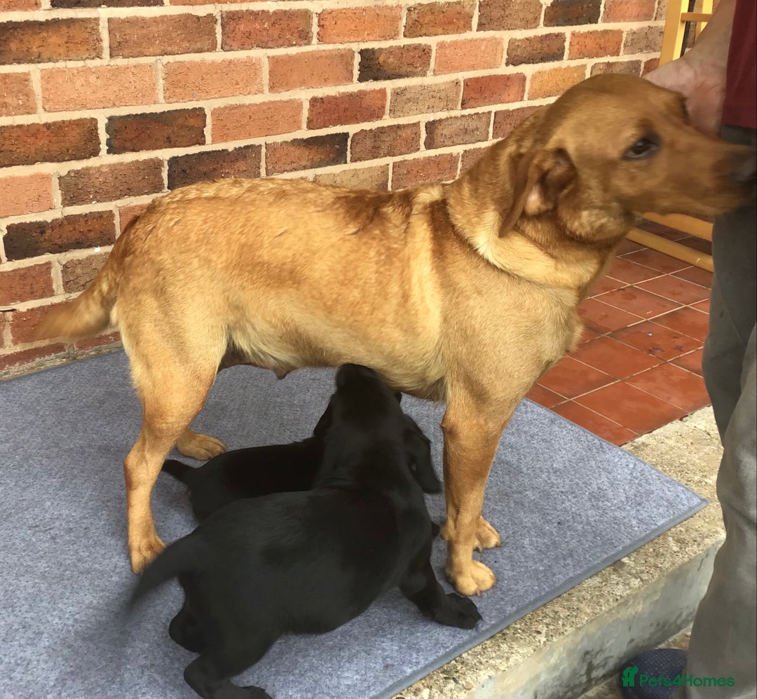 Cockerdor dogs for sale: Superb Quality Cockador Puppies, SHROPSHIRE  - Image 4