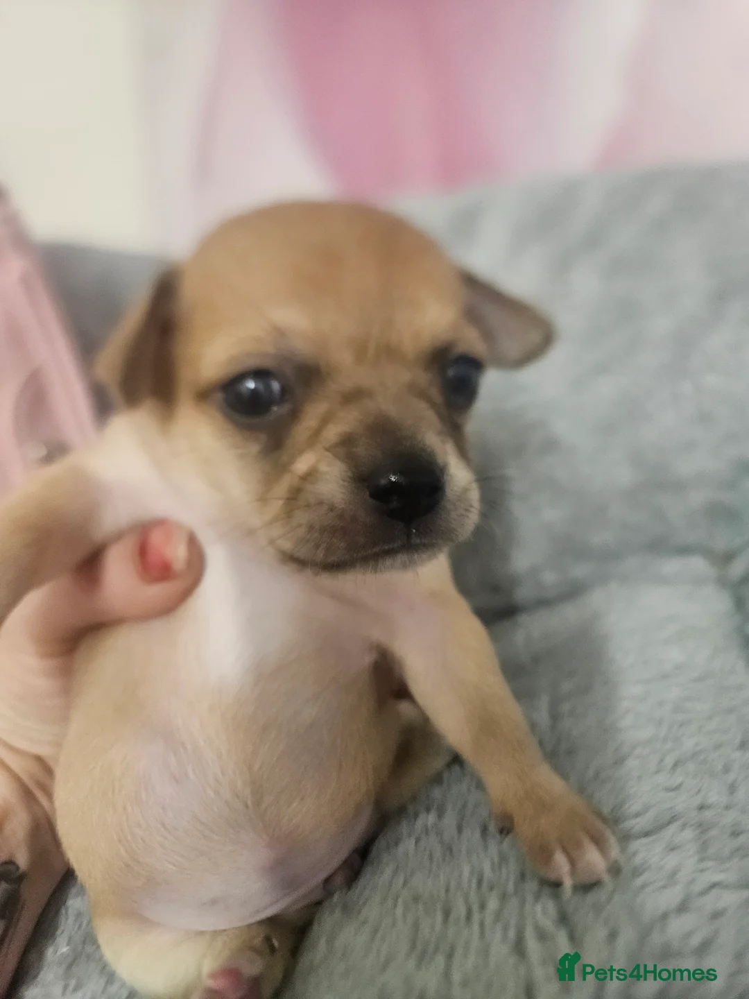 Chihuahua dogs for sale: Applehead chihuahua  in Carshalton - Advert 12