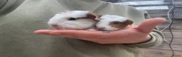 Guinea Pig rodents for sale: Gorgeous guinea pigs  - Advert 11