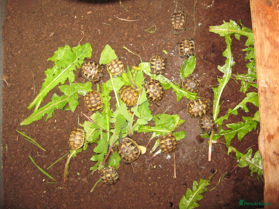 Tortoise reptiles for sale: Baby Hermann & Spur-thigh Tortoises for sale - Image 5
