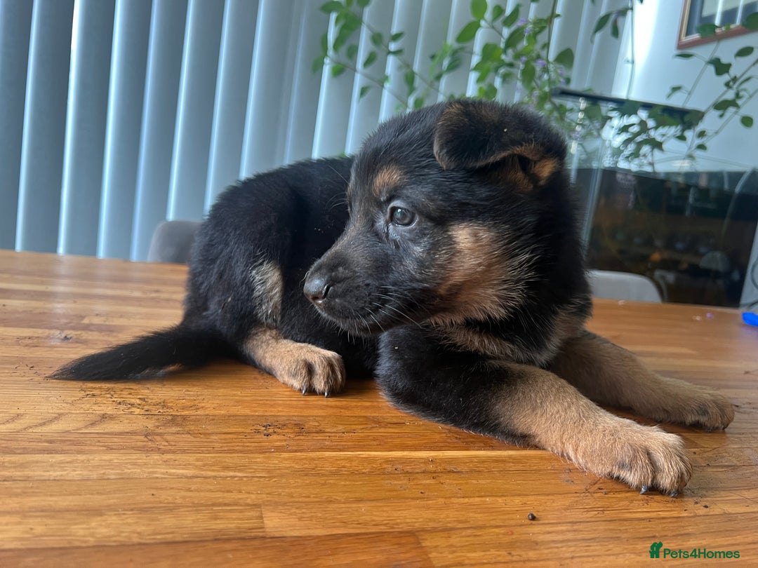 German Shepherd dogs for sale: German Shepherd Pups for Sale  - Image 4