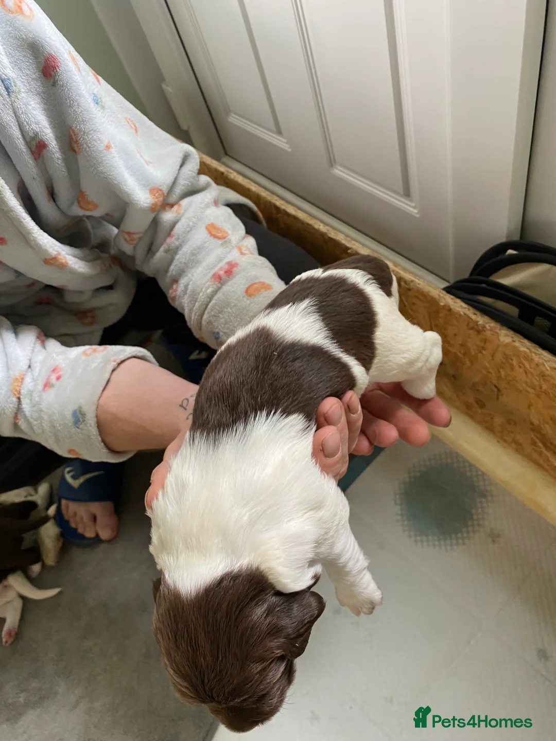 English Springer Spaniel dogs for sale: Gorgeous springer spaniel pups in Darlington - Advert 2