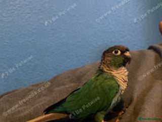 Conures birds Green cheek conure - Advert 5