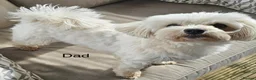 Maltese dogs for sale: Maltese puppies for sale in Dundee - Advert 3