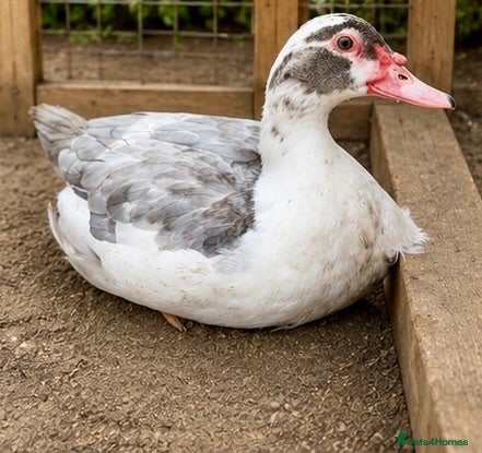 Ducks poultry Muscovy Females  - Advert 2