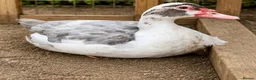 Ducks poultry for sale: Muscovy Females  - Advert 3