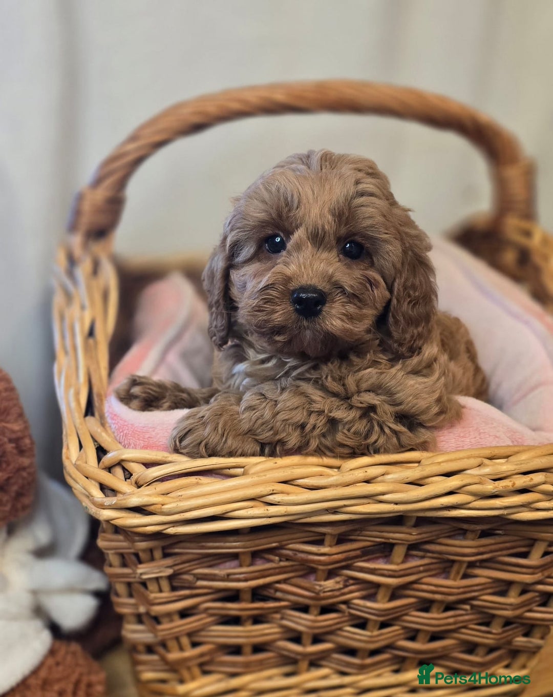 Cockapoo dogs for sale: Cockapoo puppies  - Advert 4