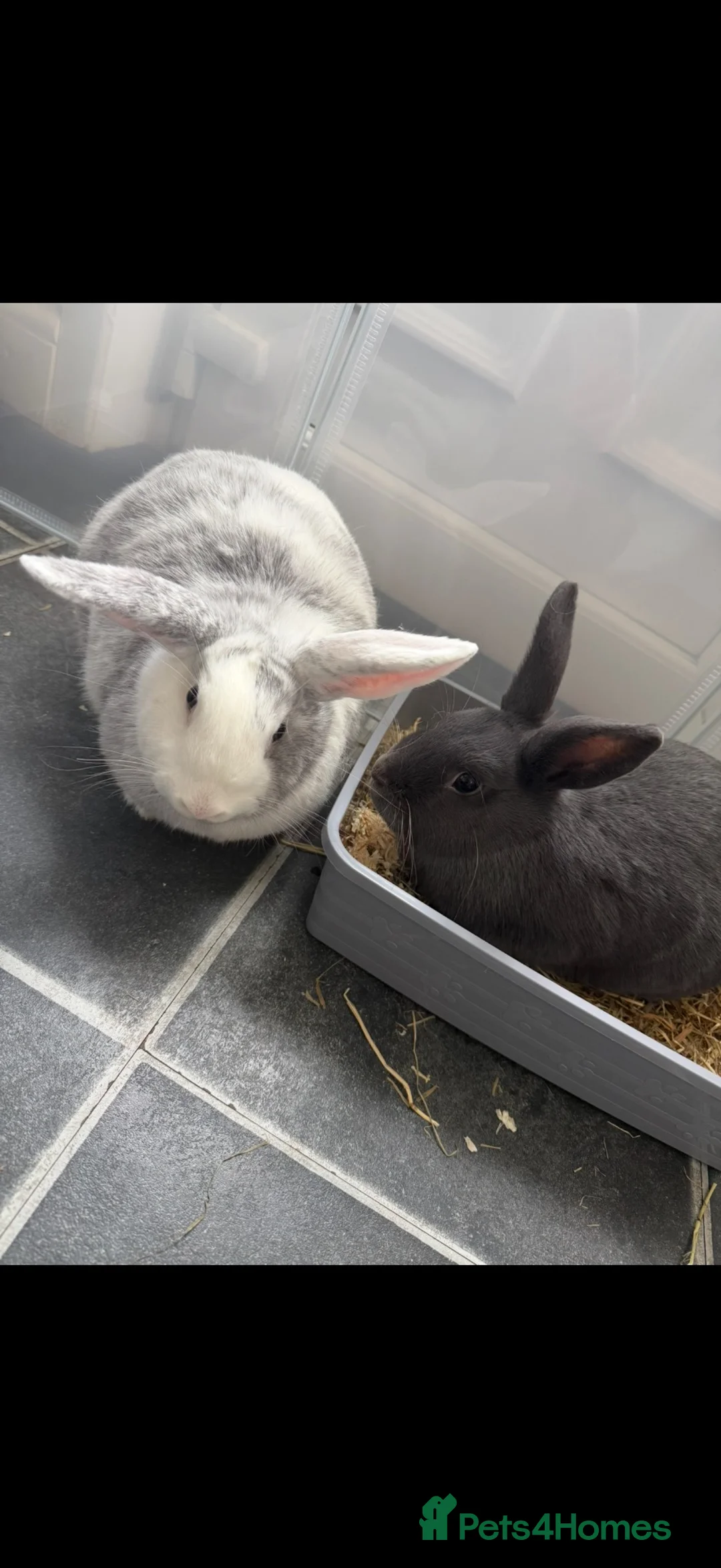 Mixed Breed rabbits for sale: 2 x male rabbits  in Widnes - Advert 2