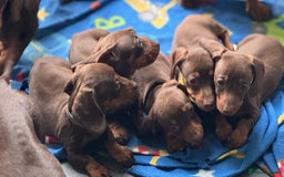 Miniature Dachshund dogs for sale: Miniature Chocolate & Tan Dachshund Quick sale  - Image 17