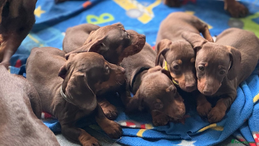 Miniature Dachshund dogs for sale: Miniature Chocolate & Tan Dachshund Quick sale  - Image 17
