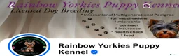 Yorkshire Terrier dogs for sale: Miniature Golddust Yorkshire Terrier (White-Gold)  - Advert 3