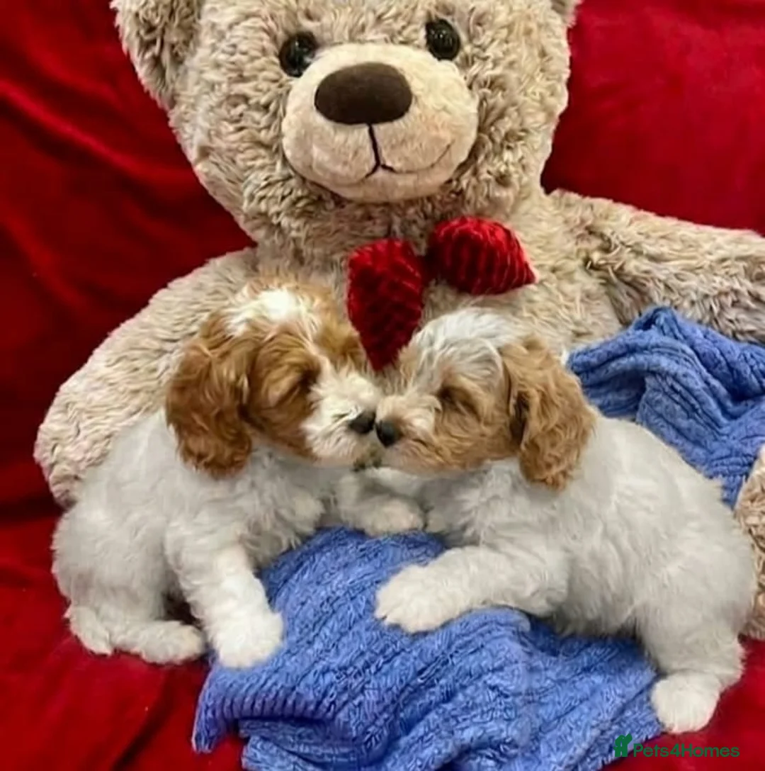 Cavapoo dogs for sale: STUNNING HEALTH CHECKED AND TESTED CAVAPOOS - Advert 1