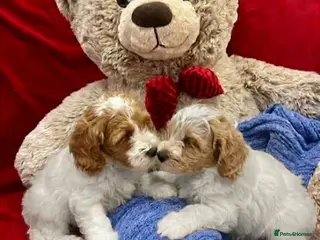 Cavapoo dogs STUNNING HEALTH CHECKED AND TESTED CAVAPOOS - Advert 3