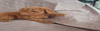 Cockapoo 2