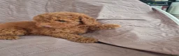 Cockapoo dogs for sale: Stunning F1B cockpoo puppy's  - Advert 6