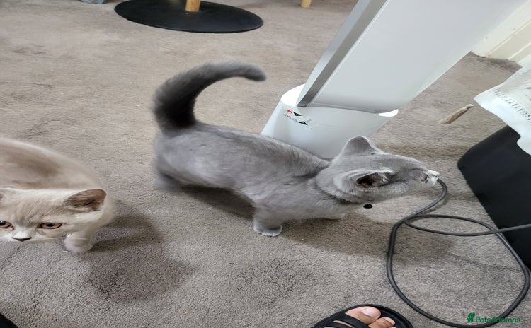 British Shorthair cats - Advert 12