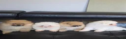 Pomeranian dogs for sale: Absolutely  stunning pomeranian  puppies  - Advert 3
