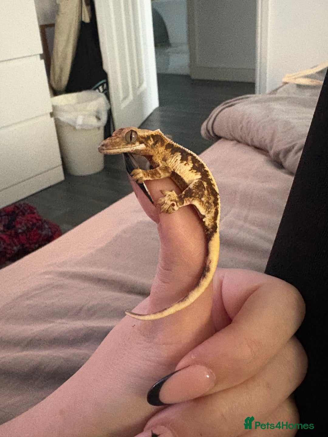 Gecko reptiles for sale: Crested geckos w/setup  - Image 5